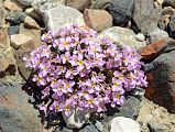 10 Pink Flowers Near Gasherbrum North Base Camp in China